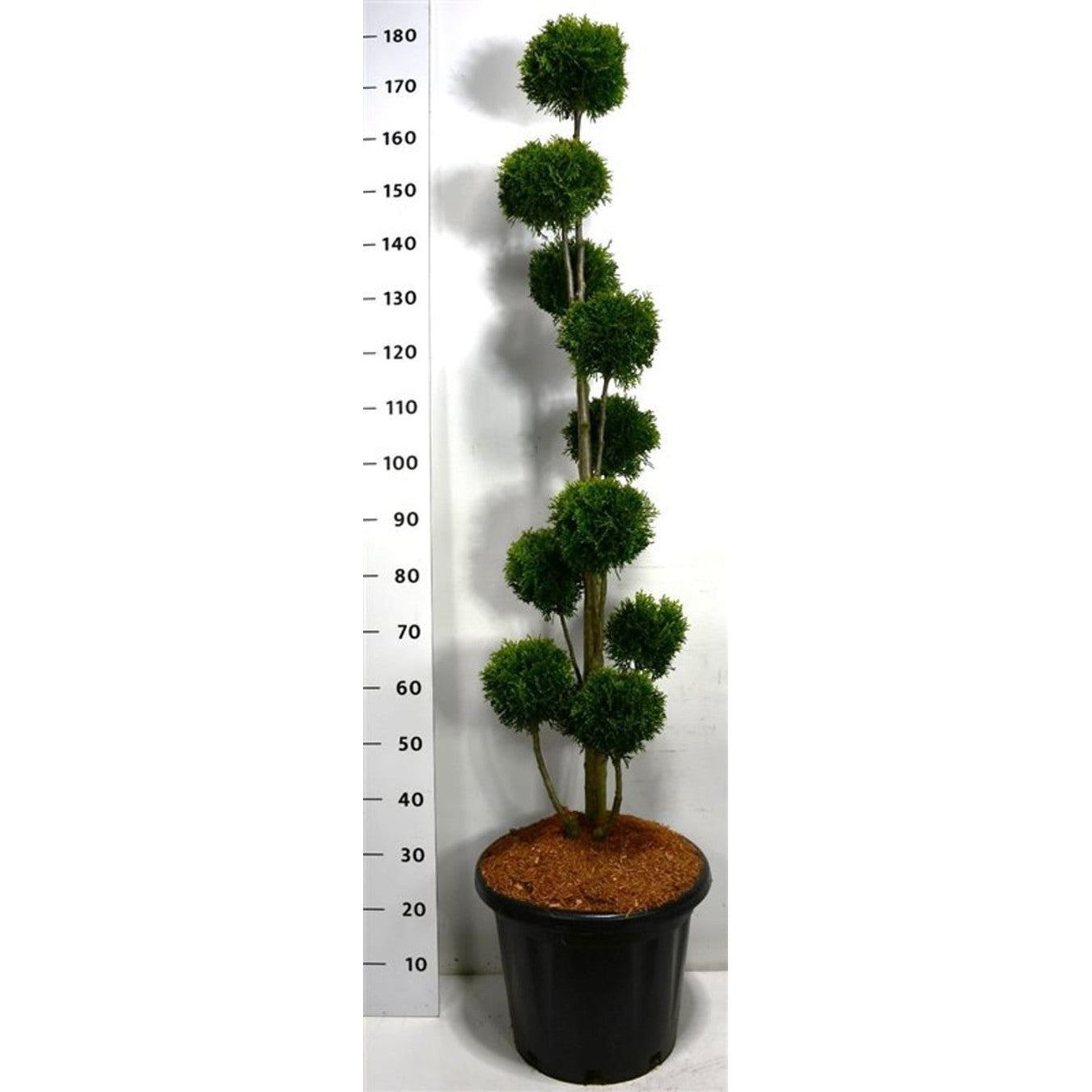 Thuja – Thuja occidentalis 'Smaragd' - C25 120-140 cm. Multibol